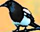 Magpie_Tendencies's Avatar